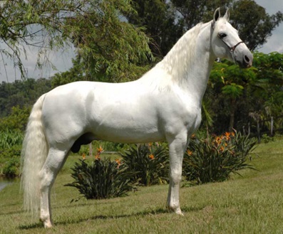 imagem cavalo Marwari de Marip