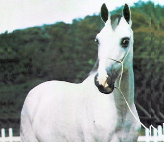 imagem cavalo Mercrio Bela Cruz