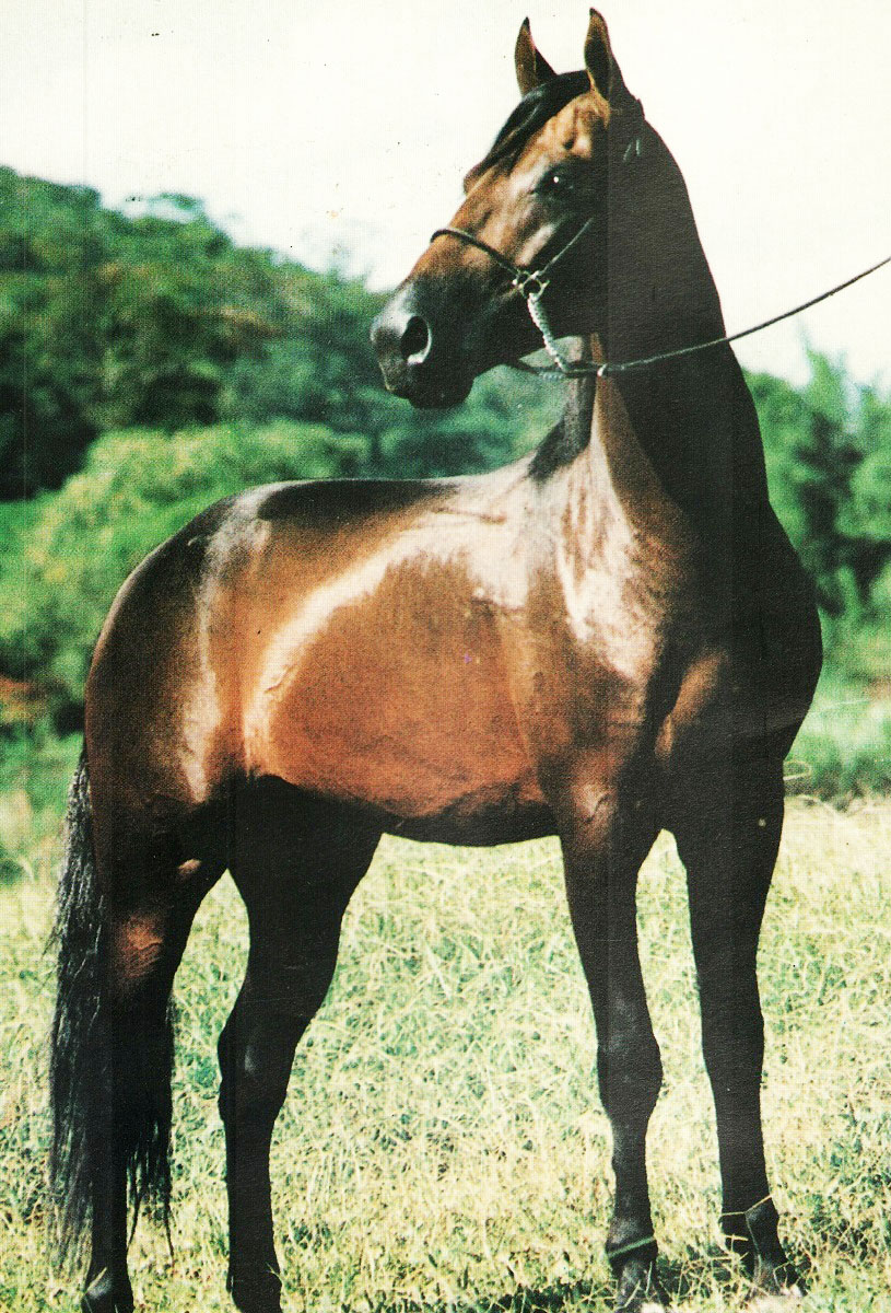 imagem cavalo Minrio do Rancho Apache