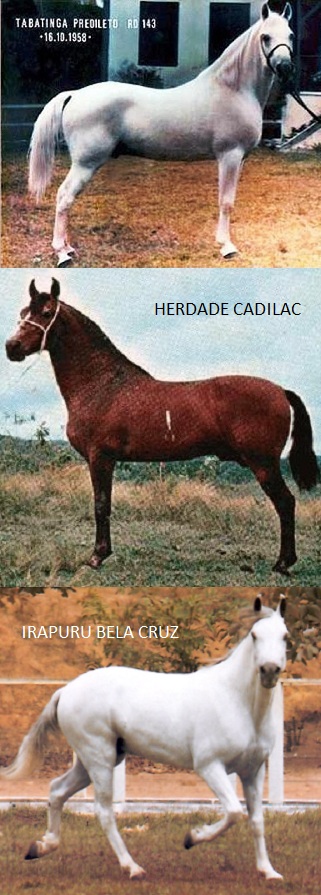 imagem de 3 cavalos das linhagens Tabatinga, Herdade e Ababa