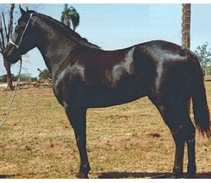 imagem cavalo ABABA MARENGO