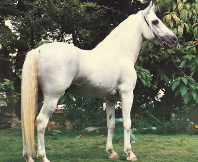 imagem cavalo Abaiba Remo