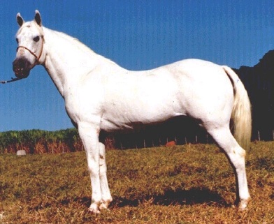 imagem cavalo Ababa Reserva