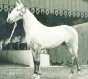 imagem cavalo Baluarte do Engenho de Serra