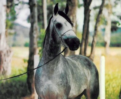 imagem cavalo Batuy da Santa Terezinha