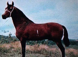 imagem cavalo Herdade Cadilac