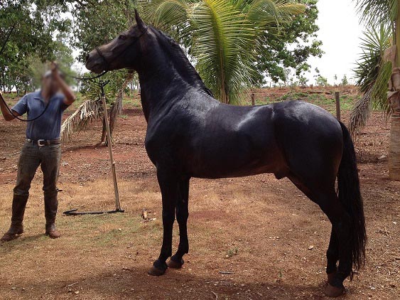 imagem cavalo Caiabi de Marip