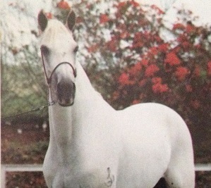 imagem cavalo Cangaceiro Tabatinga