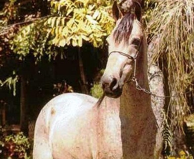 imagem cavalo Cangao Tabatinga