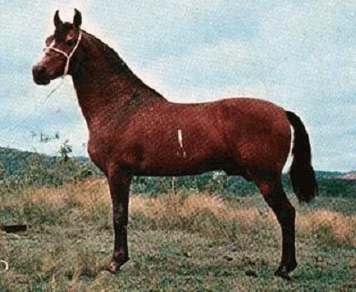 imagem cavalo Herdade Cadilac