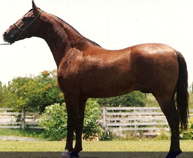 imagem cavalo Herdade Capricho