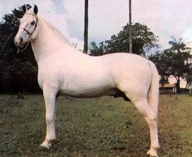 imagem cavalo Herdade Cobalto