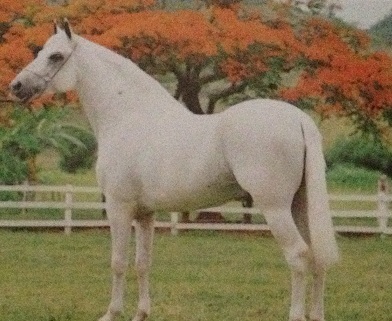 imagem cavalo Herdade Cromo