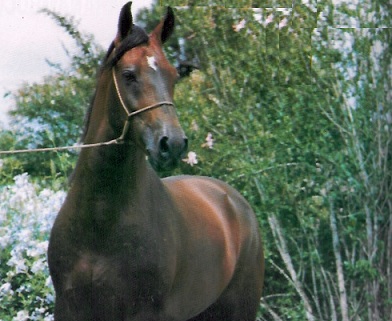 imagem cavalo Nacional Bela Cruz