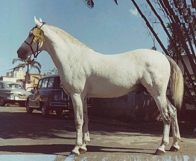 imagem cavalo Providncia Itu