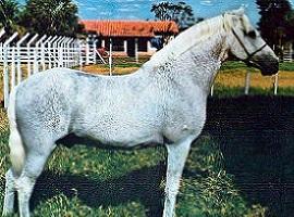 imagem cavalo Providncia Regente