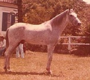 imagem cavalo Tabatinga Cossaco