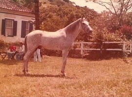 imagem cavalo Tabatinga Cossaco