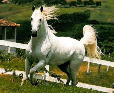 imagem cavalo Tabatinga Modelo