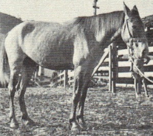 imagem cavalo Tabatinga Nero