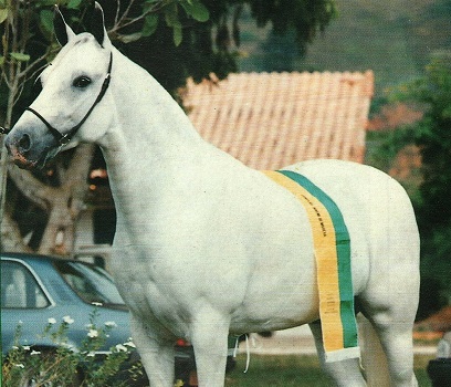 imagem cavalo Minueto Banco