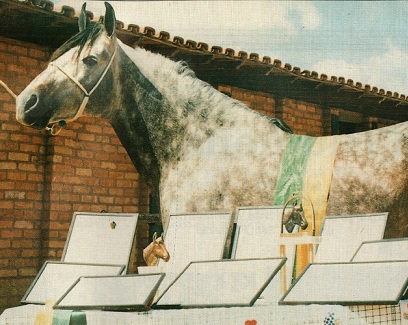 imagem cavalo Mocambo Quinau