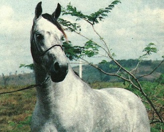 imagem cavalo Modelo da Pedra Verde