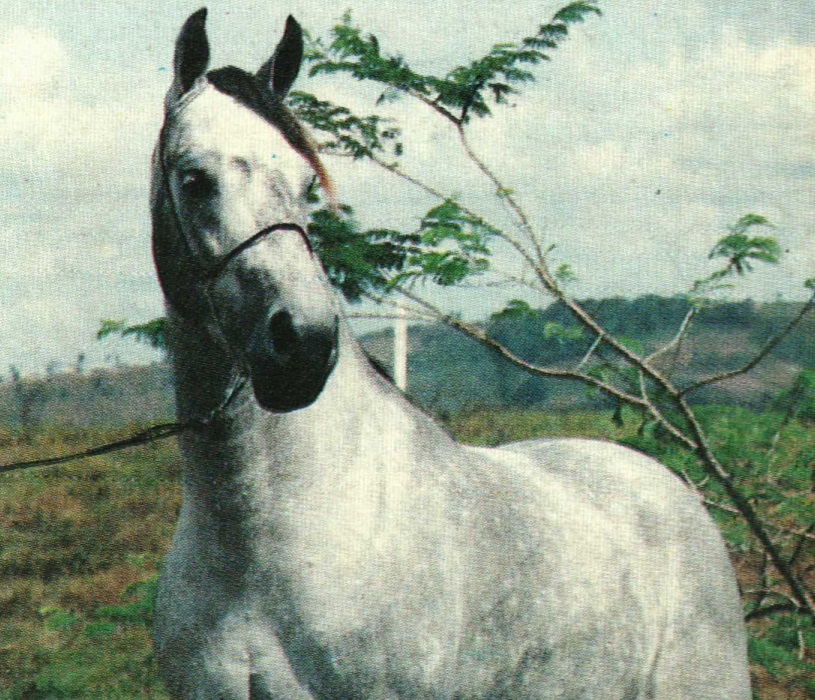 imagem cavalo Modelo da Pedra Verde