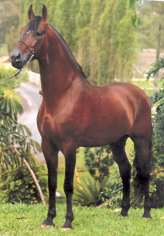 imagem cavalo Mourisco H.O.