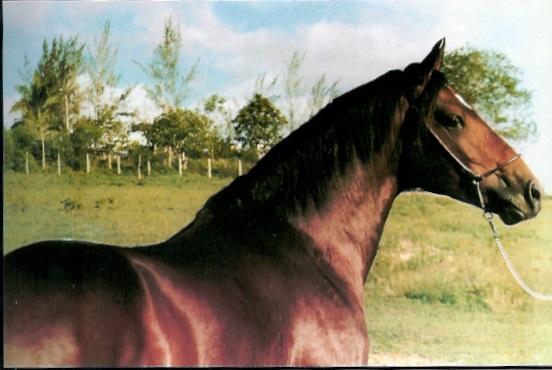 imagem cavalo Nacional Bela Cruz