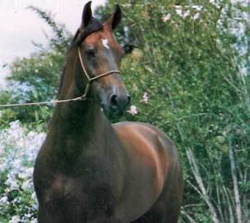 imagem cavalo Nacional Bela Cruz