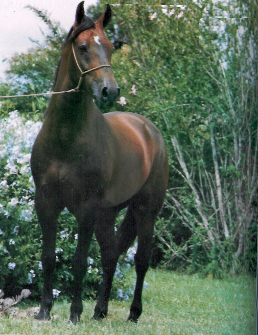 imagem cavalo Nacional Bela Cruz