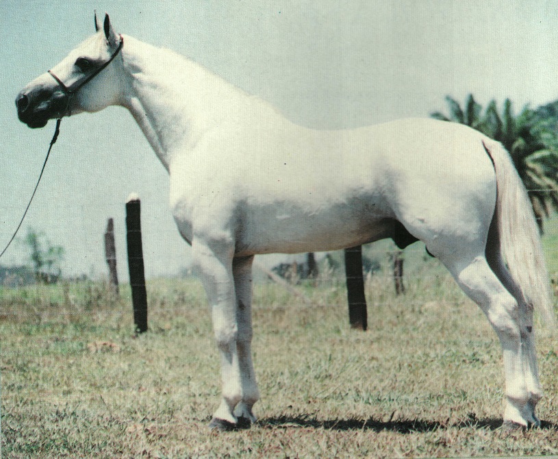 imagem cavalo Nambio da Preguia