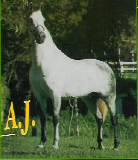 imagem cavalo Namorado A.J.