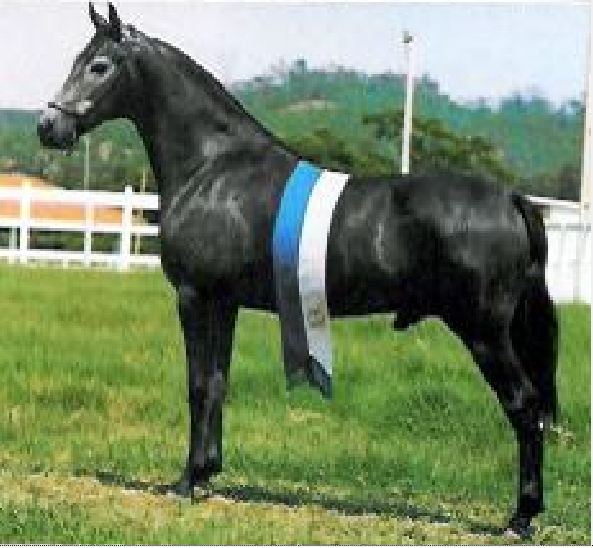 imagem cavalo Nitrato A.J.