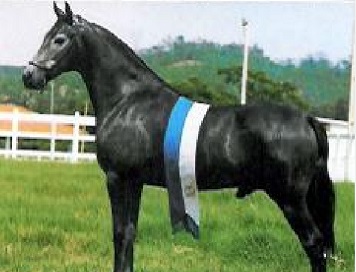 imagem cavalo Nitrato A.J.