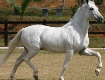 imagem cavalo Nobre de Santa Lcia