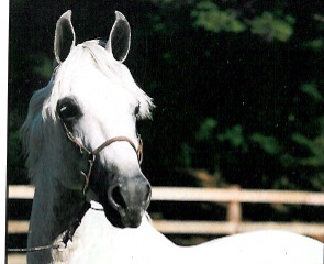 imagem cavalo Orgulho H.B.