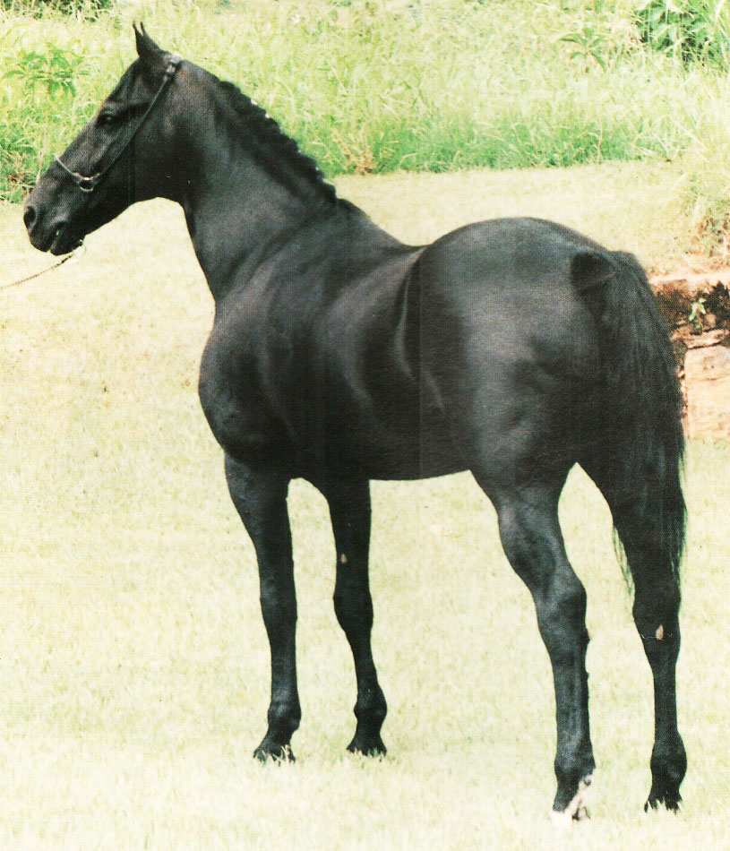 imagem cavalo Oriente Tabatinga