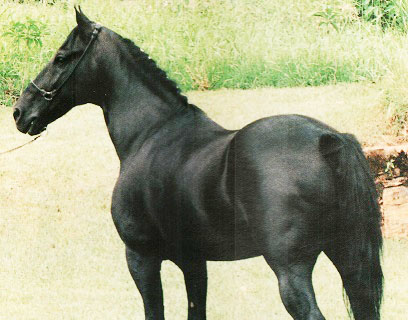 imagem cavalo Oriente Tabatinga