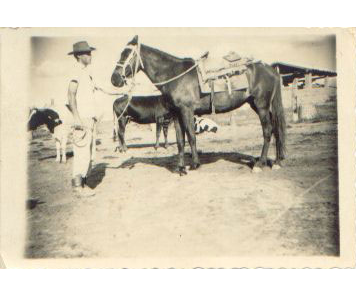 imagem cavalo Ouro Preto do Porto