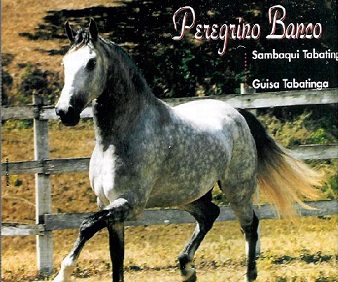 imagem cavalo Peregrino Banco