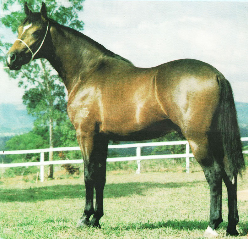 imagem cavalo Porteiro do Porto Azul