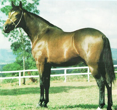 imagem cavalo Porteiro do Porto Azul