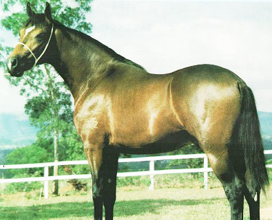 imagem cavalo Porteiro do Porto Azul