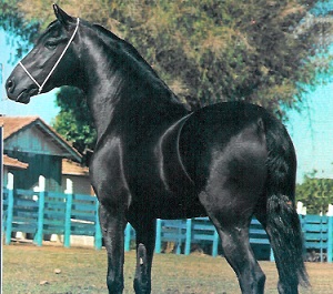 imagem Cavalo Prata Lobo