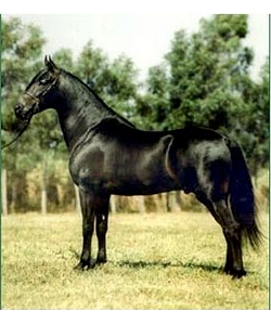 imagem cavalo Prata Rio Verde