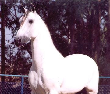 imagem cavalo Prata Xapuri