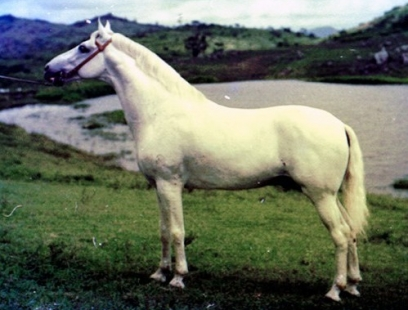 imagem cavalo Preldio do Porto