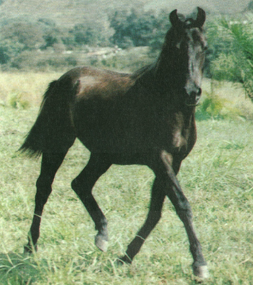 imagem cavalo Prncipe do Porto